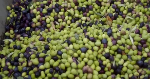 収穫されたオリーブは イタリアのシチリア島のオリーブオイル工場でプレスホッパーとコンベアベルトにロードされます — ストック動画