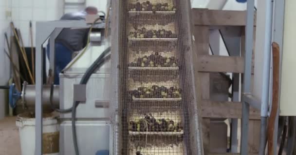 Harvested Olives Loaded Press Hopper Conveyor Belt Olive Oil Mill — Stock Video