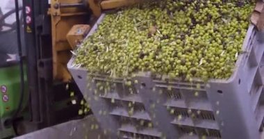 Sicilya, İtalya 'daki zeytinyağı üretim süreci sırasında zeytin yağı fabrikasında zıpzıpzıp sıkmak için toplanan zeytinler.