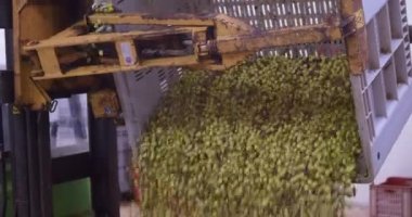 Sicilya, İtalya 'daki zeytinyağı üretim süreci sırasında zeytin yağı fabrikasında zıpzıpzıp sıkmak için toplanan zeytinler.