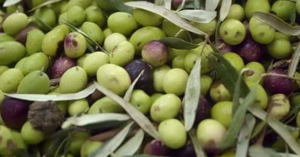 올리브와 올리브 열매를 겉껍질을 만드는데 나뭇가지에서 시킵니다 올리브유 — 비디오