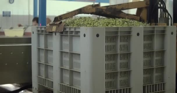 Sklizené Olivy Naložené Lisování Násypky Lisovně Olivového Oleje Během Procesu — Stock video