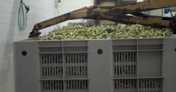 Aceitunas Cosechadas Cargadas Para Prensar Tolva Almazara Durante Proceso Producción — Vídeo de stock