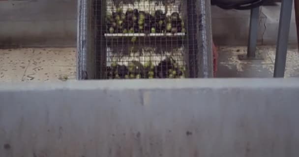 Aceitunas Cosechadas Cargadas Tolva Prensado Cinta Transportadora Almazara Sicilia Italia — Vídeo de stock