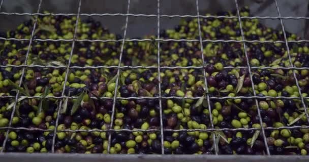 Olive Nel Grande Contenitore Acciaio Durante Frantumazione Nel Frantoio Sicilia — Video Stock