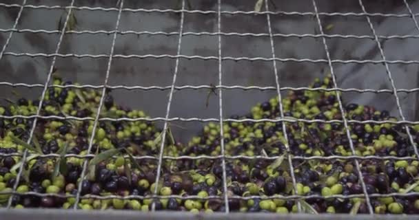 이탈리아 시실리의 올리브유 공장에서 작업을 동안커다란 — 비디오