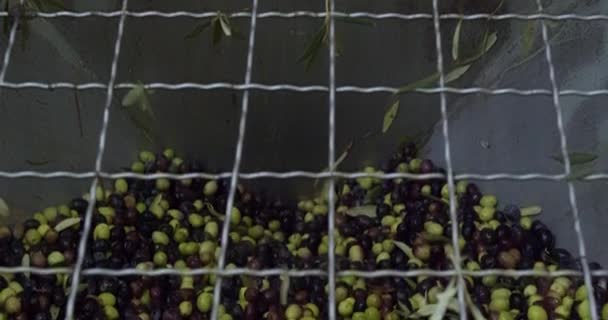 Oliwki Dużym Pojemniku Stalowym Podczas Procesu Kruszenia Tłoczni Oliwy Oliwek — Wideo stockowe