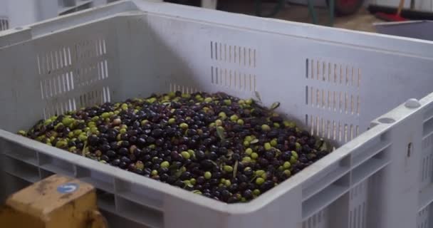 올리브 열매는 있다가 제재소에서 으깨어 집니다 — 비디오