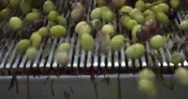Değirmendeki taşıma bandında zeytin yağı, ekstra saf zeytinyağı. İtalya. Fabrikada sıkıştırmadan ya da öğütmeden önce zeytinlerin işlenmesi. Yüksek kalite 4k görüntü