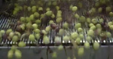 Değirmende zeytin yağı, ekstra saf zeytinyağı. İtalya. Fabrikada sıkıştırmadan ya da öğütmeden önce zeytinlerin işlenmesi. Yüksek kalite 4k görüntü