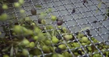 Değirmendeki taşıma bandında zeytin yağı, ekstra saf zeytinyağı. İtalya. Fabrikada sıkıştırmadan ya da öğütmeden önce zeytinlerin işlenmesi. Yüksek kalite 4k görüntü