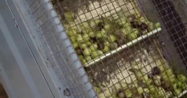 Taşıyıcı banttaki zeytinler Sicilya 'da zeytinyağına dönüştürülüyor. Yüksek kalite 4k görüntü