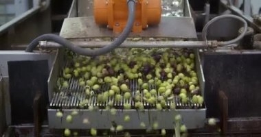 Taşıyıcı banttaki zeytinler, bir yağ değirmeninde hasattan basıma kadar ekstra bakire zeytinyağı hazırlamaya hazırlar. Yüksek kalite 4K görüntü
