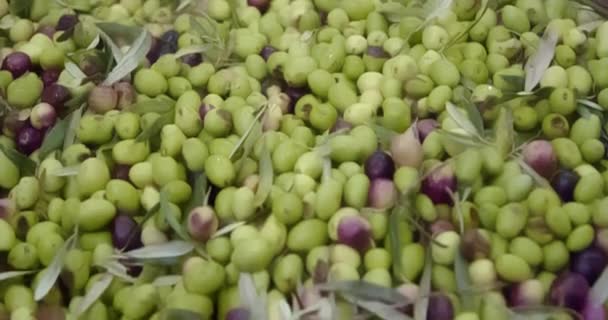 Yağ Değirmeninde Taze Toplanmış Zeytinler Yağ Çıkarma Için Hazır Yüksek — Stok video