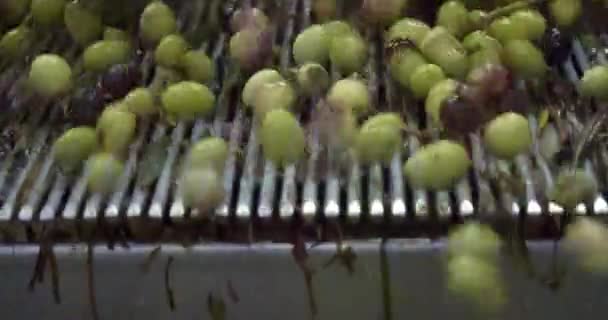Oliven Auf Dem Förderband Der Mühle Natives Olivenöl Extra Italien — Stockvideo