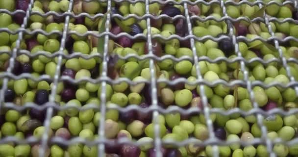 Yağ Değirmeninde Taze Toplanmış Zeytinler Yağ Çıkarma Için Hazır Yüksek — Stok video