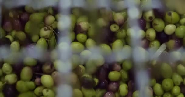 Yağ Değirmeninde Taze Toplanmış Zeytinler Yağ Çıkarma Için Hazır Yüksek — Stok video