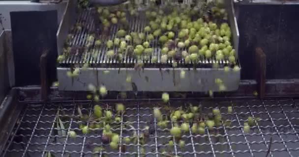 Las Aceitunas Cinta Transportadora Están Listas Para Preparación Aceite Oliva — Vídeos de Stock