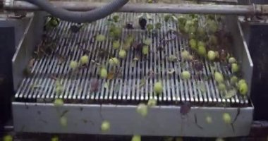 Değirmende zeytin yağı, ekstra saf zeytinyağı. İtalya. Fabrikada sıkıştırmadan ya da öğütmeden önce zeytinlerin işlenmesi. Yüksek kalite 4k görüntü