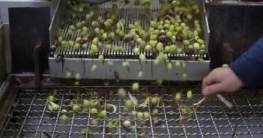 Konveyör bandındaki zeytinlerin işlenmesi, bir yağ değirmeninde ekstra bakire zeytin yağı hazırlamadan önce yapraklardan ve fırçalardan ayrıldı. Yüksek kalite 4K görüntü