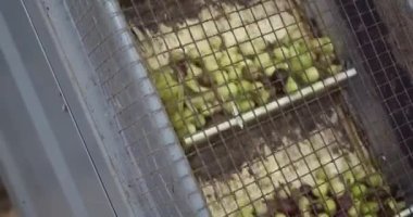 Taşıyıcı banttaki zeytinler Sicilya 'da zeytinyağına dönüştürülüyor. Yüksek kalite 4k görüntü
