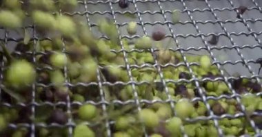 Değirmendeki taşıma bandında zeytin yağı, ekstra saf zeytinyağı. İtalya. Fabrikada sıkıştırmadan ya da öğütmeden önce zeytinlerin işlenmesi. Yüksek kalite 4k görüntü