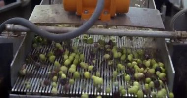 Değirmende zeytin yağı, ekstra saf zeytinyağı. İtalya. Fabrikada sıkıştırmadan ya da öğütmeden önce zeytinlerin işlenmesi. Yüksek kalite 4k görüntü
