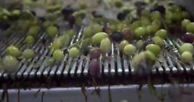 Değirmendeki taşıma bandında zeytin yağı, ekstra saf zeytinyağı. İtalya. Fabrikada sıkıştırmadan ya da öğütmeden önce zeytinlerin işlenmesi. Yüksek kalite 4k görüntü