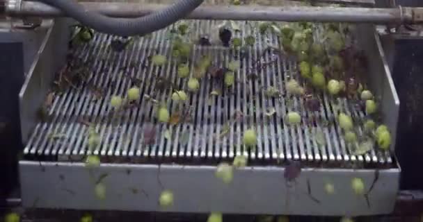 橄榄在磨坊 额外的初榨橄榄油 意大利 在工厂压榨或碾磨橄榄之前对橄榄的加工 高质量的4K镜头 — 图库视频影像