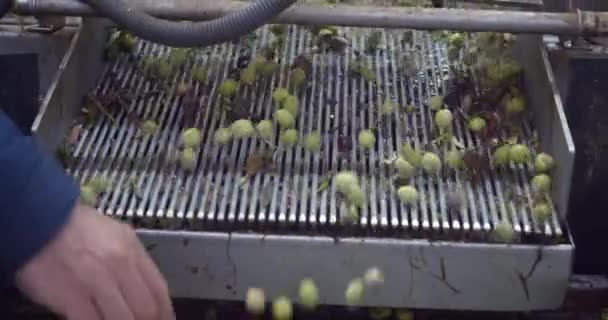 Die Verarbeitung Von Oliven Auf Dem Förderband Getrennt Von Blättern — Stockvideo
