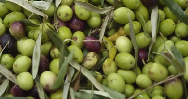 Olive Appena Raccolte Sono Pronte Estrazione Dell Olio Nel Frantoio — Video Stock