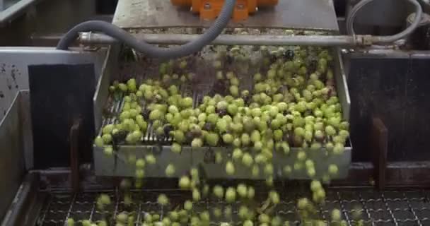 コンベアベルトのオリーブは 収穫からプレスまで オイル工場でエキストラバージンオリーブオイルを準備する準備ができています 高品質4K映像 — ストック動画