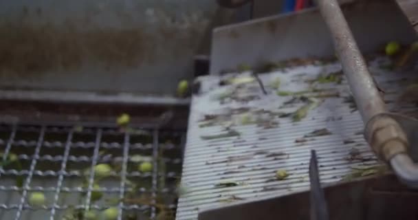 Olives Conveyor Belt Ready Preparation Extra Virgin Olive Oil Oil — Stock Video