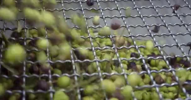 Olives Conveyor Belt Mill Extra Virgin Olive Oil Italy Processing — Stock Video