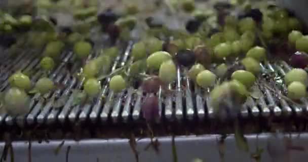 Olives Conveyor Belt Mill Extra Virgin Olive Oil Italy Processing — Stock Video