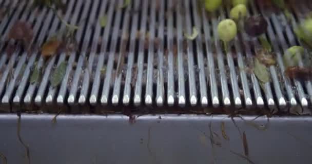 加工のためのオリーブオイル工場にシチリアの様々なオリーブを運ぶコンベアベルト 高品質4K映像 — ストック動画