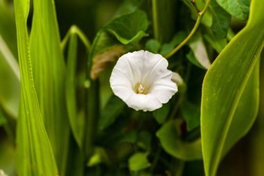 Beyaz Convolvulus arvensis, toynakgiller (Cervidae) familyasından bir bitki türü.