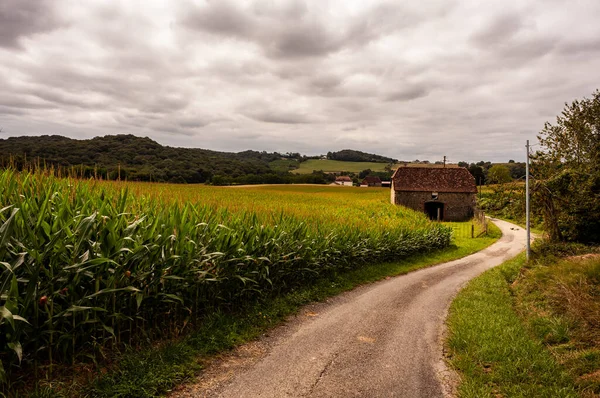 Road Middle Corn Field Blue Sky Wonderful Chemin Puy Podiensis — Φωτογραφία Αρχείου