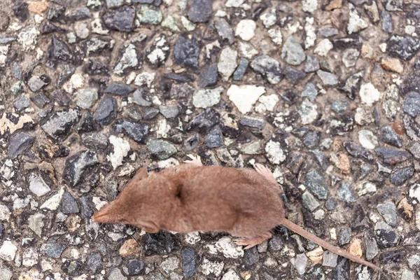 Nahaufnahme Einer Kleinen Grauen Spitzmaus Auf Der Straße Zur Gattung — Stockfoto