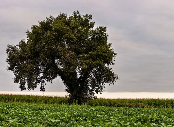 Дерево Маршруту Шемен Пюи Кантоне Артез Барн Франции — стоковое фото