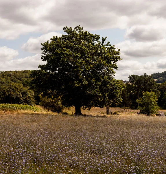 Δέντρο Κατά Μήκος Της Οδού Chemin Puy Στο Καντόνι Arthez — Φωτογραφία Αρχείου