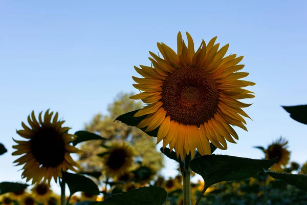 夏の畑で育つ黄色のひまわりのクローズアップ — ストック写真