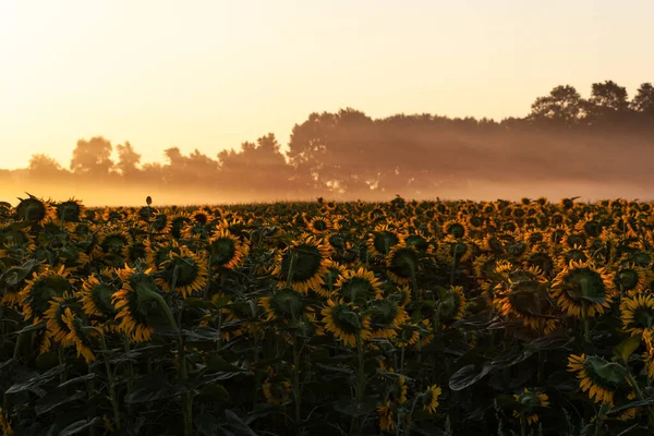 Real Panorama Landscape Sunflower Fields Sunrise Way Saint Jacques Puy — Stock Photo, Image