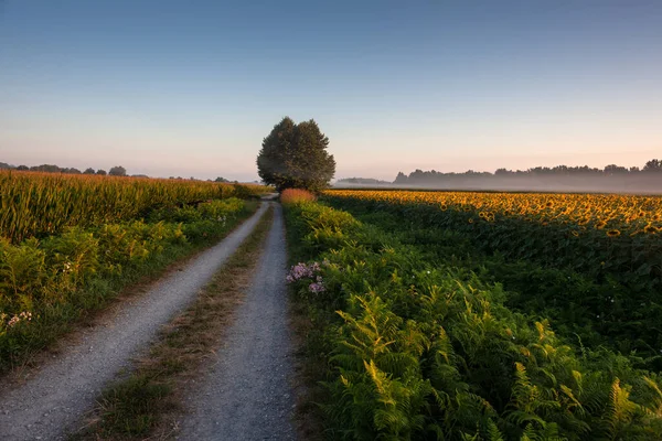 Vägen Längs Chemin Puy Kallas Också Podiensis Eller Puy Route — Stockfoto