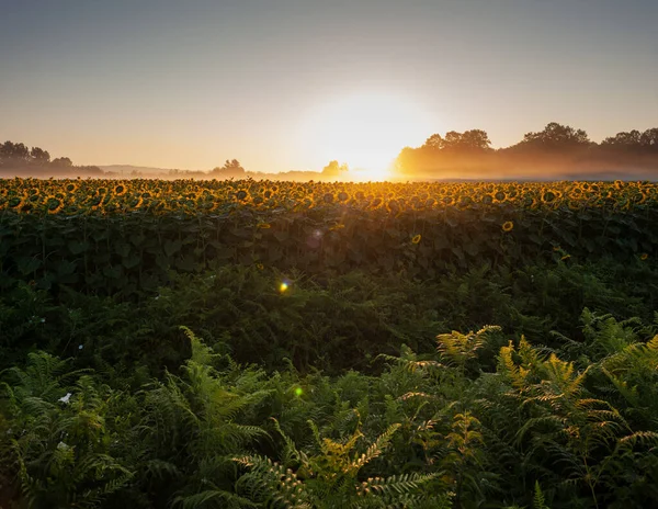 Real Panorama Landscape Sunflower Fields Sunrise Way Saint Jacques Puy — Φωτογραφία Αρχείου