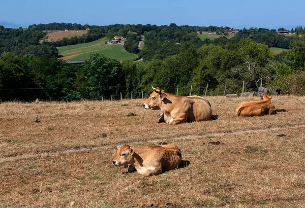 Αγελάδες Βόσκουν Ένα Χωράφι Αποξηραμένα Χόρτα Κατά Διάρκεια Του Καλοκαιριού — Φωτογραφία Αρχείου
