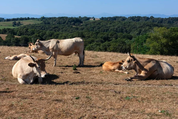 Αγελάδες Βόσκουν Ένα Χωράφι Αποξηραμένα Χόρτα Κατά Διάρκεια Του Καλοκαιριού — Φωτογραφία Αρχείου