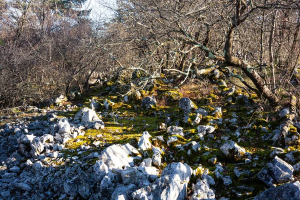 전형적 카르스트 바위와 나무들 — 스톡 사진