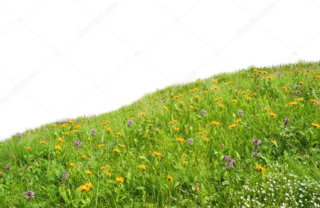 flowers meadow