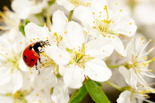 Ladybug on blooming fruit tree branches — Stock Photo, Image